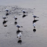 По первому ледку :: Рита Симонова