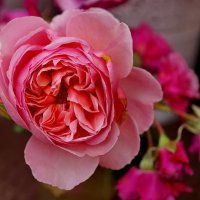 Роза... :: Николай Саржанов