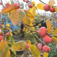 фурма :: Ирина фурма :: Ирина