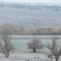 Поздняя осень, поля опустели... :: Надежда Куркина Поздняя осень, поля опустели... :: Надежда Куркина