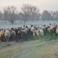 На пастбище...поздний осенний выпас... :: Надежда Куркина 