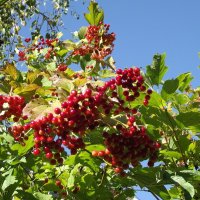 Калина :: Freddy 97