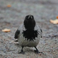 Я готова, бросай вкусняшку. :: Татьяна Бравая