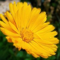 Под дождём :: Hope 