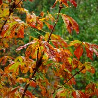 осень :: Александр Лычагин