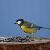 Синица :: Александр Посошенко Синица :: Александр Посошенко