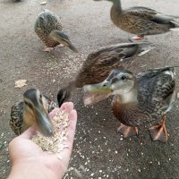 Утки :: Сапсан 