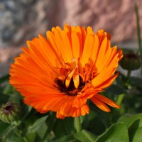 Декабрьская календула :: Константин Штарк