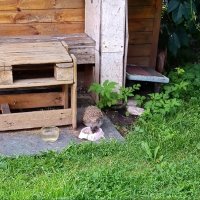 Хозяин участка. :: Ирина ***