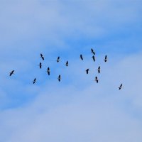 Летят журавли :: Ольга Митрофанова