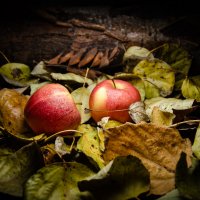 Осенние яблочки :: Sergey Осенние яблочки :: Sergey