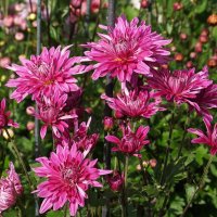 Хризантемы :: Татьяна Тюменка