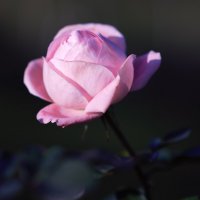 Декабрьские розы. :: Юрий Полторыхин. Декабрьские розы. :: Юрий Полторыхин.