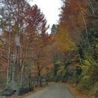 АБХАЗИЯ :: Tata Wolf