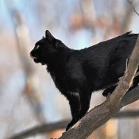 Уголёк покоряет высоты ... :: Евгений Хвальчев Уголёк покоряет высоты ... :: Евгений Хвальчев