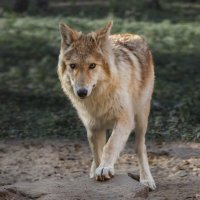 Белый волк :: SanSan 