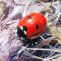 Перепутала время года :: Людмила Смородинская