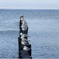 Чайки на волнорезе. :: Валерия Комова