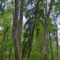 ПЕТРОВСКОЕ, вотчина Ганнибалов. :: Виктор Осипчук