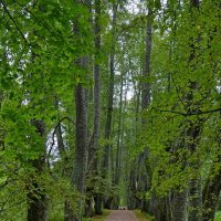 ПЕТРОВСКОЕ, вотчина Ганнибалов. :: Виктор Осипчук ПЕТРОВСКОЕ, вотчина Ганнибалов. :: Виктор Осипчук