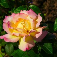 Зимой о цветах. :: Милешкин Владимир Алексеевич 