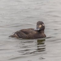 турпан. :: юрий макаров турпан. :: юрий макаров
