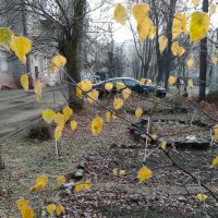 *** :: Валентина Береснева