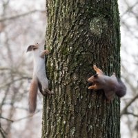 Гонки по вертикали. :: Владимир Безбородов