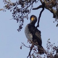 Баклан в городе :: Рита Симонова