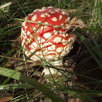 Красавец мухомор :: Freddy 97