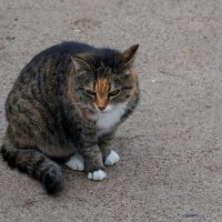 Кот. :: Alex 711402