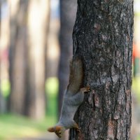 Мне и так удобно) :: Вячеслав Алтай