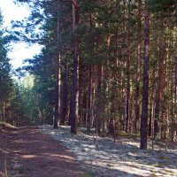 Лесная тропинка. :: ВикТор Быстров