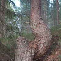 Ствол. :: ВикТор Быстров Ствол. :: ВикТор Быстров