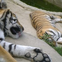 Отдыхыют :: Serega SchütZ