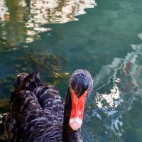 Снимаешь..... :: Александр Леонов Снимаешь..... :: Александр Леонов