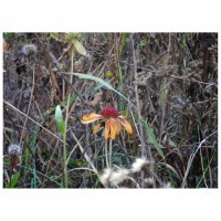 последние цветочки :: Лера 