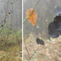 черные осенние листья :: Лера 