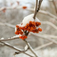 Рябинка в снегу :: Владимир 