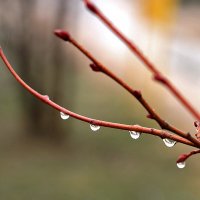 Кап-кап-кап... :: Светлана 