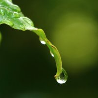 *** :: Светлана 