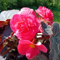 Бегония. :: Ирина ***