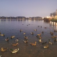 Утки :: Сапсан 