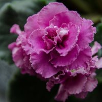 *** :: Виктор Иванович Чернюк