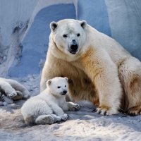 Белый :: SanSan 