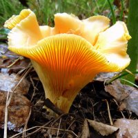 Рыжая лисичка. :: nadyasilyuk Вознюк Рыжая лисичка. :: nadyasilyuk Вознюк