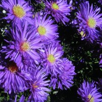 Во всей красе :: Людмила Смородинская Во всей красе :: Людмила Смородинская