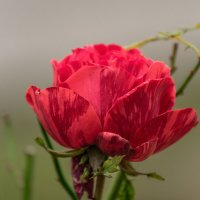 Красная роза :: Игорь Сикорский Красная роза :: Игорь Сикорский