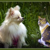 Кошечка с собачкой :: Владимир Кроливец
