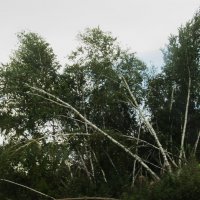 букет :: Елена Шаламова